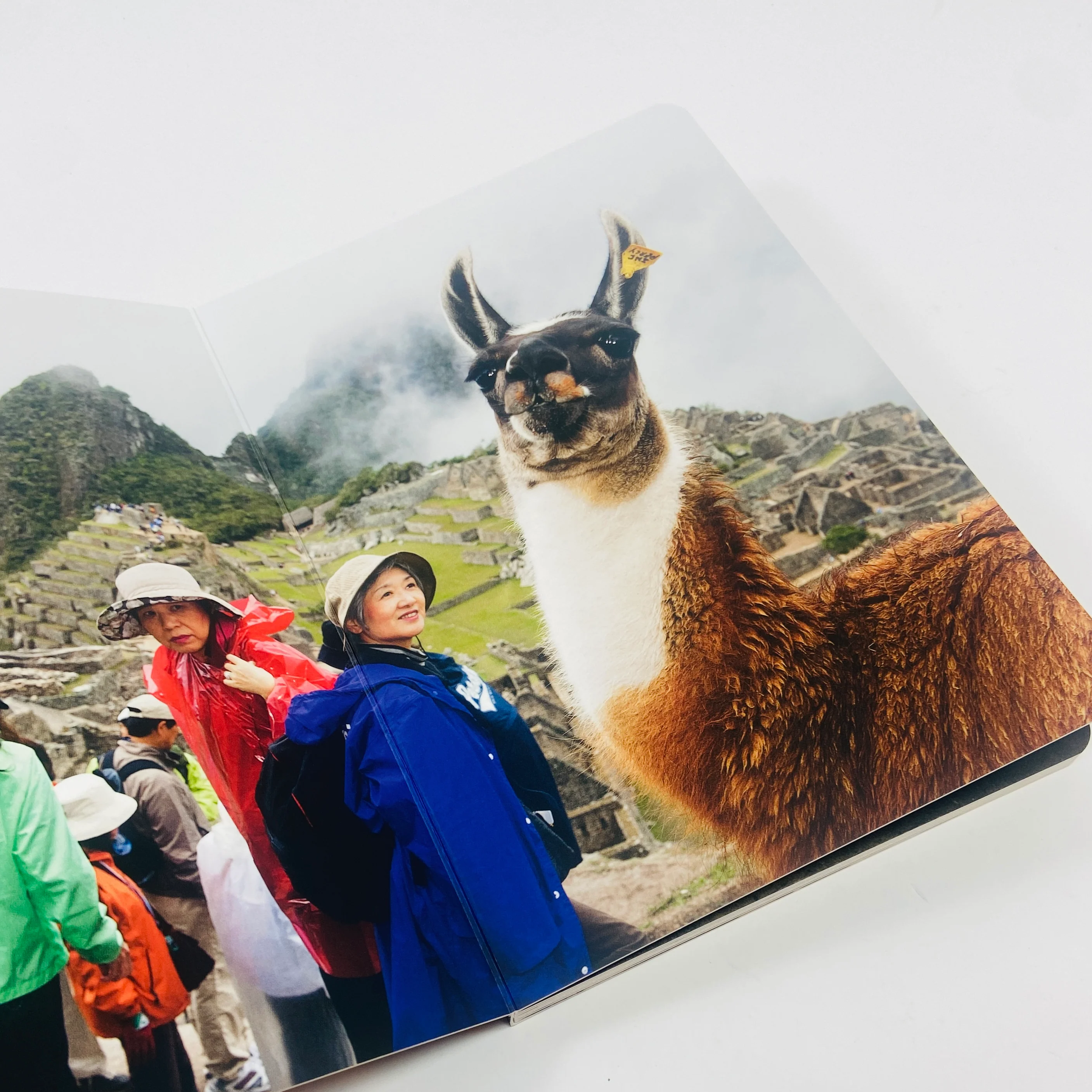 Animals - Martin Parr - Image 4