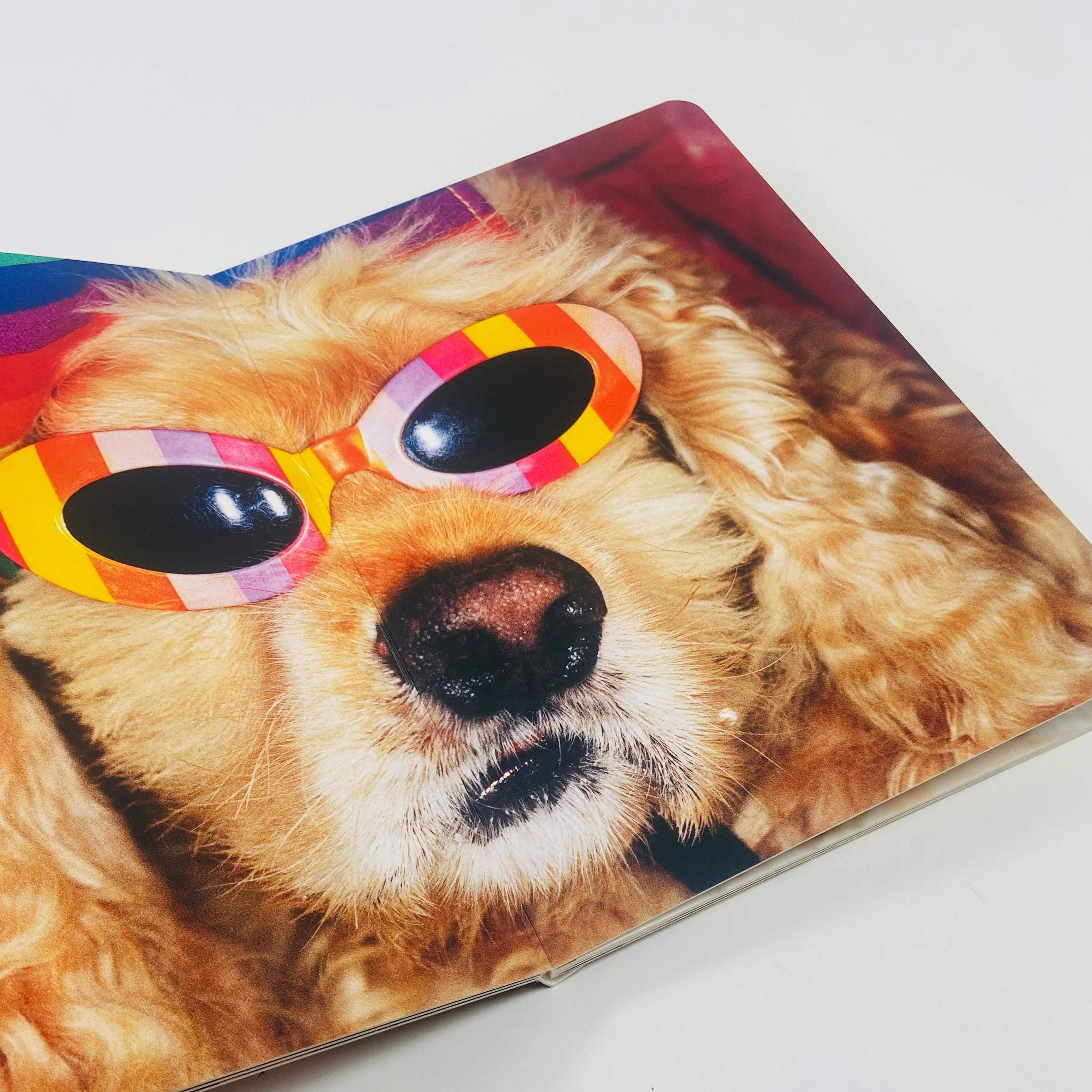 Animals - Martin Parr - Image 5