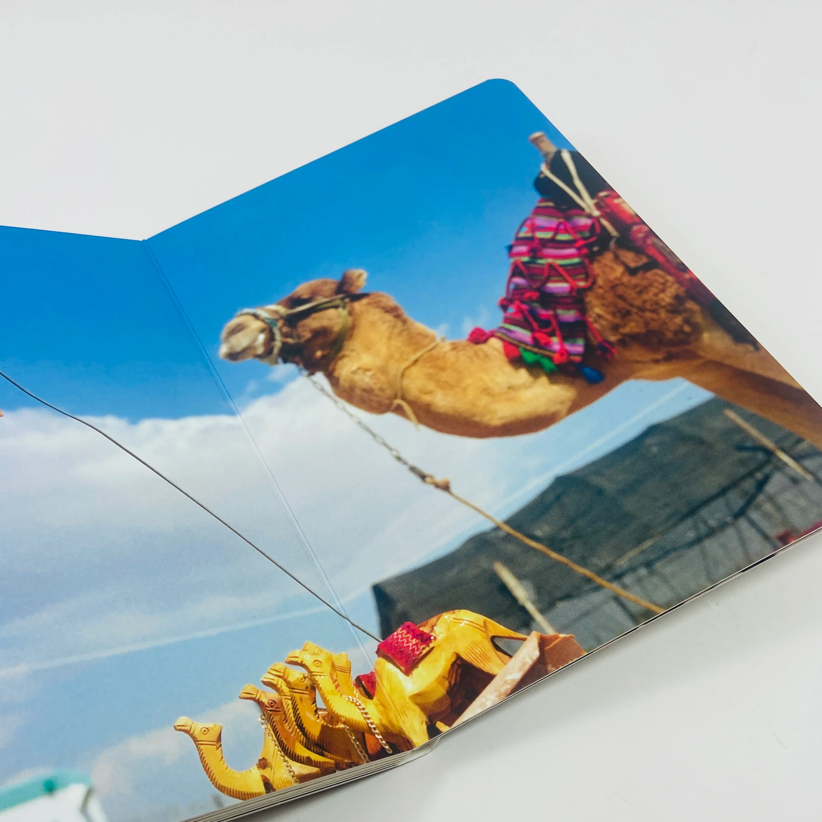 Animals - Martin Parr - Image 6