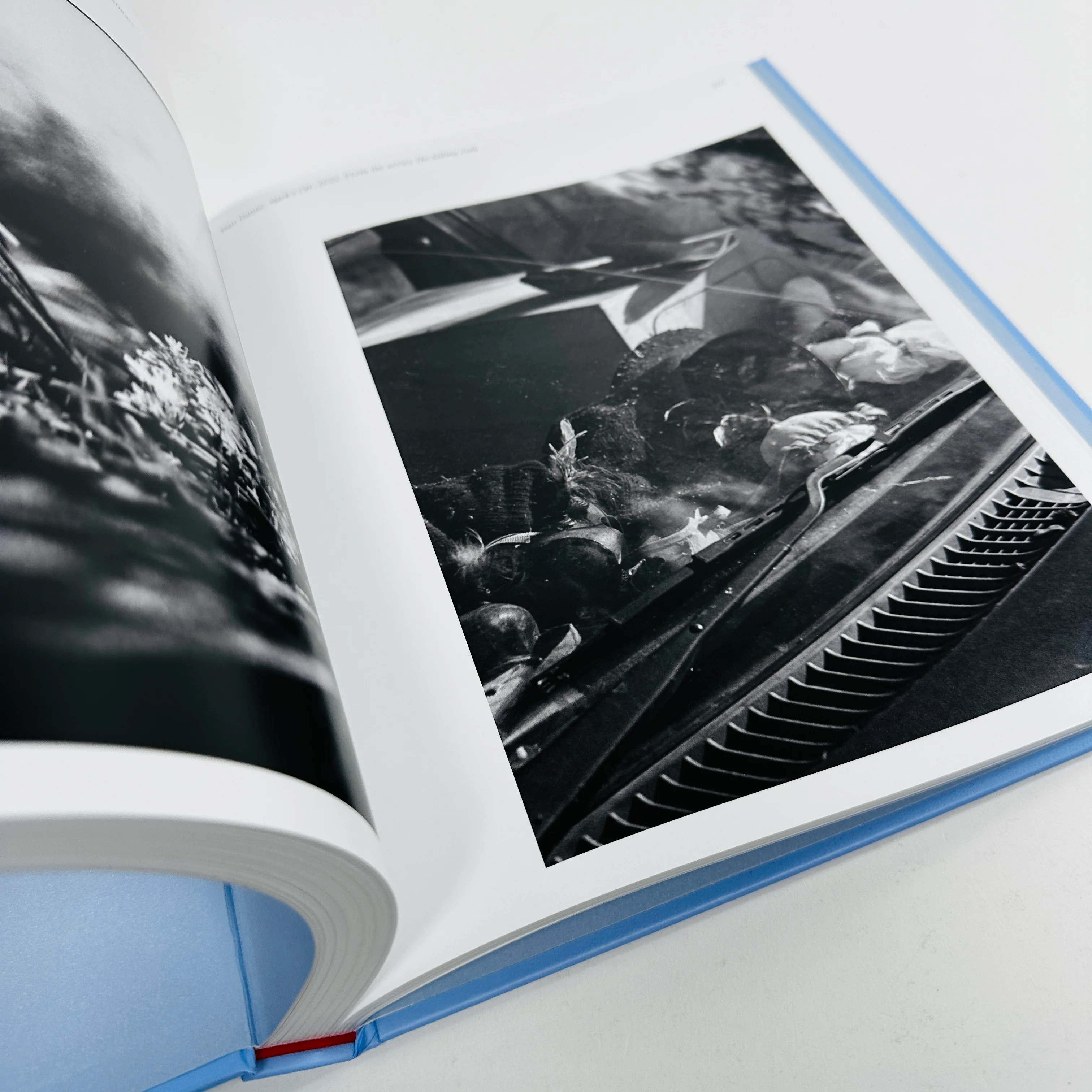 Aviary - The Bird in Contemporary Photography - Image 3