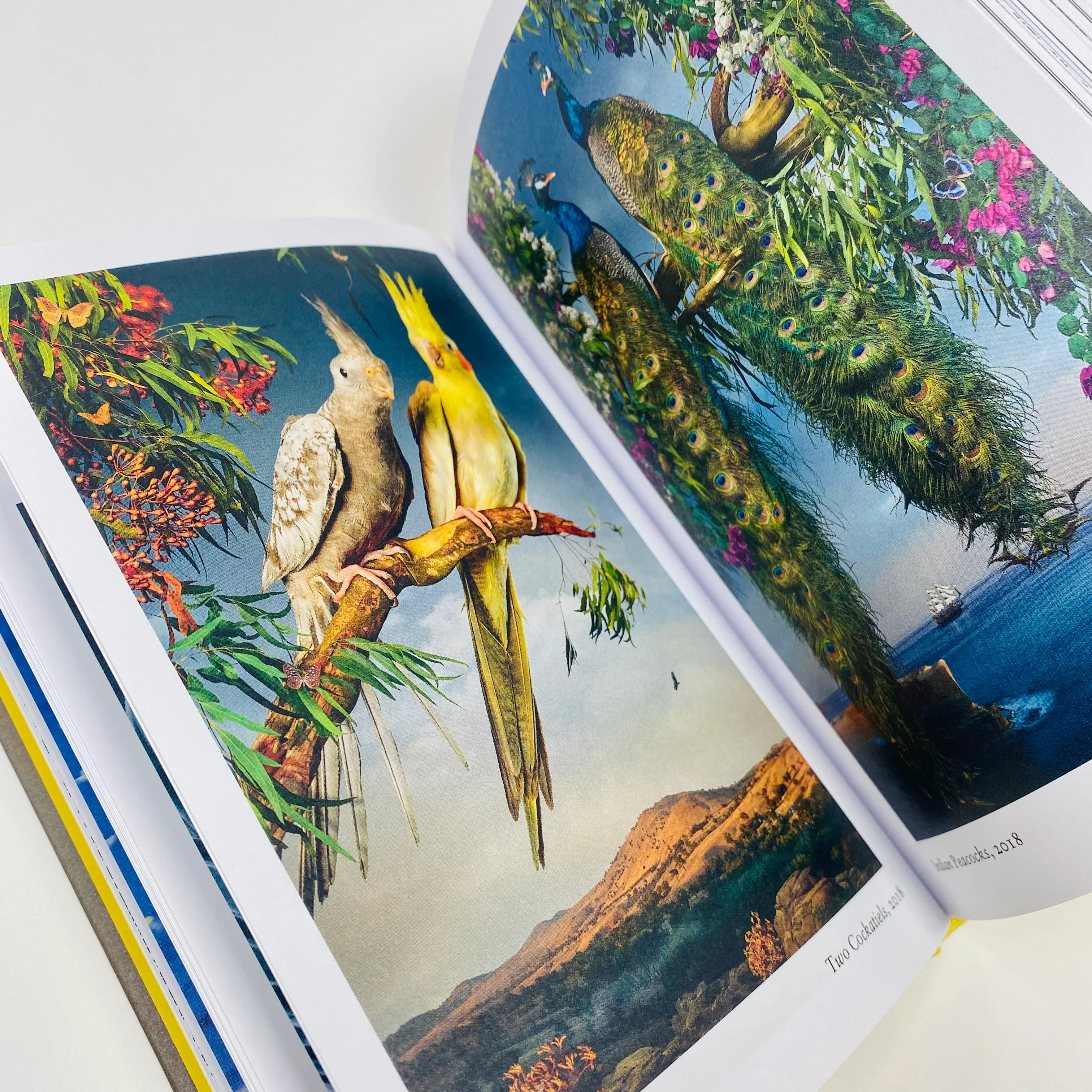 New Photography Of The Bird - Image 3