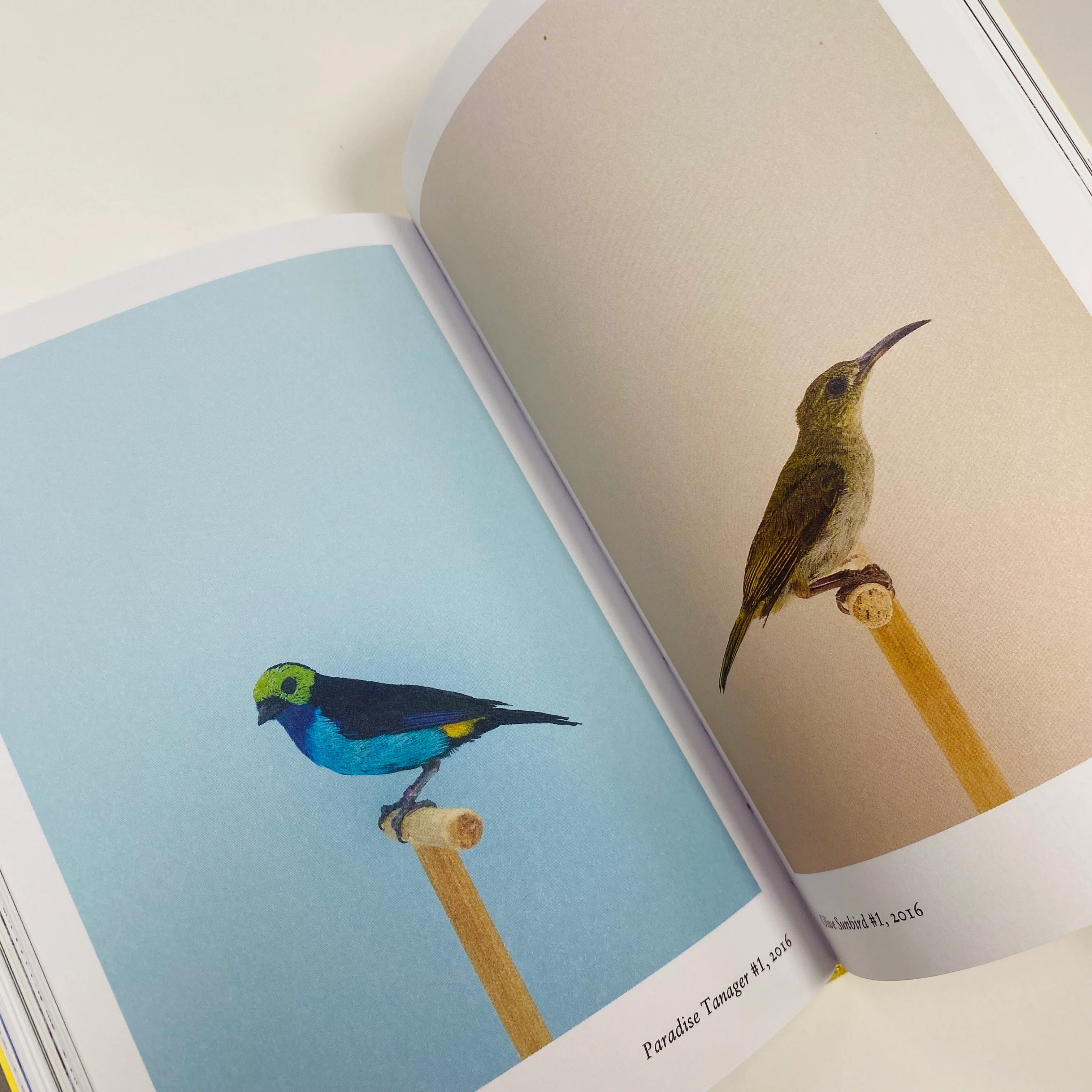 New Photography Of The Bird - Image 6