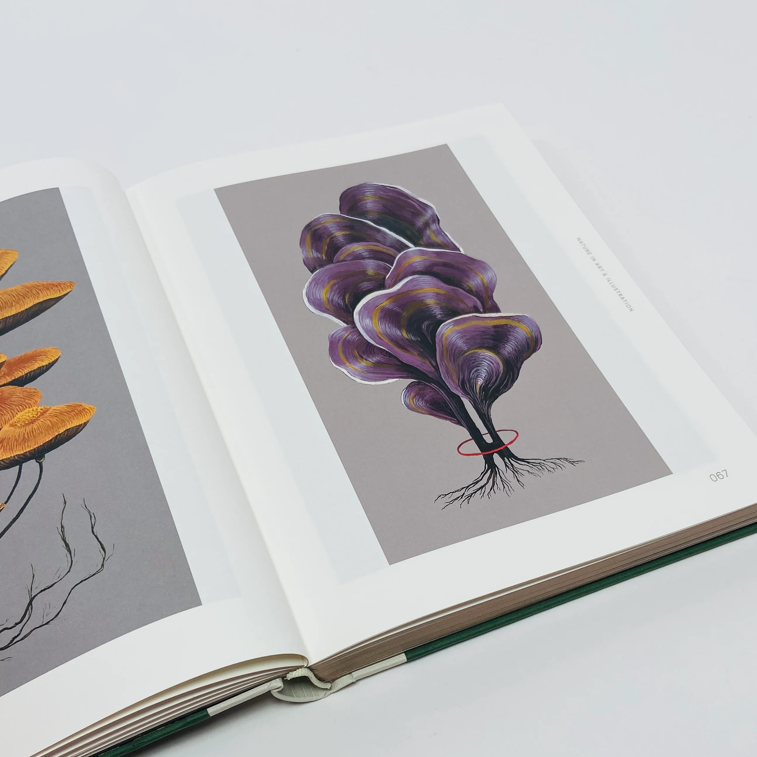 Botanical Inspiration - Nature In Art and Illustration - Image 5