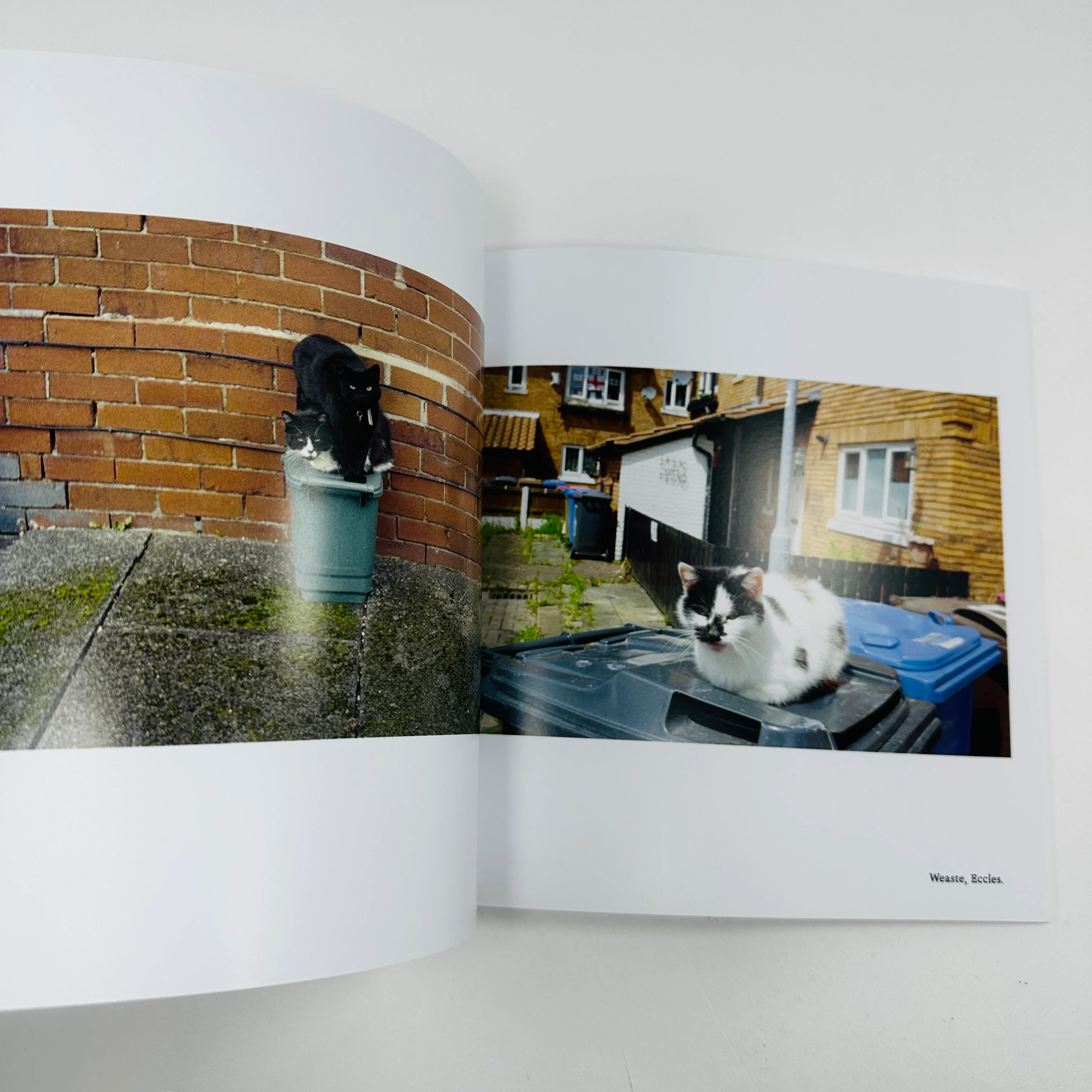 The Manchester Cat Cartel - Claire Wray - Image 4