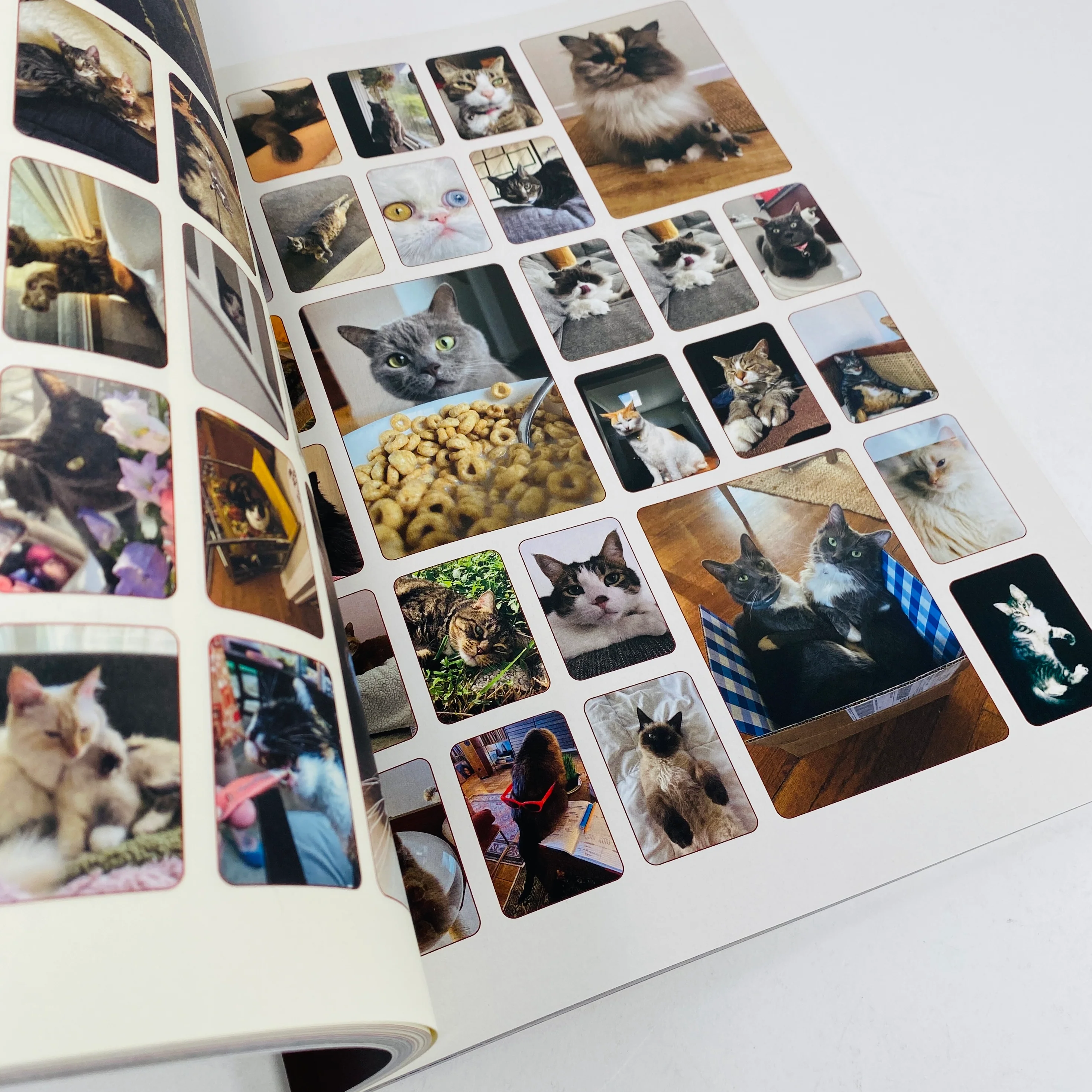 Catnip #1 - A Magazine For Cat People - Image 3