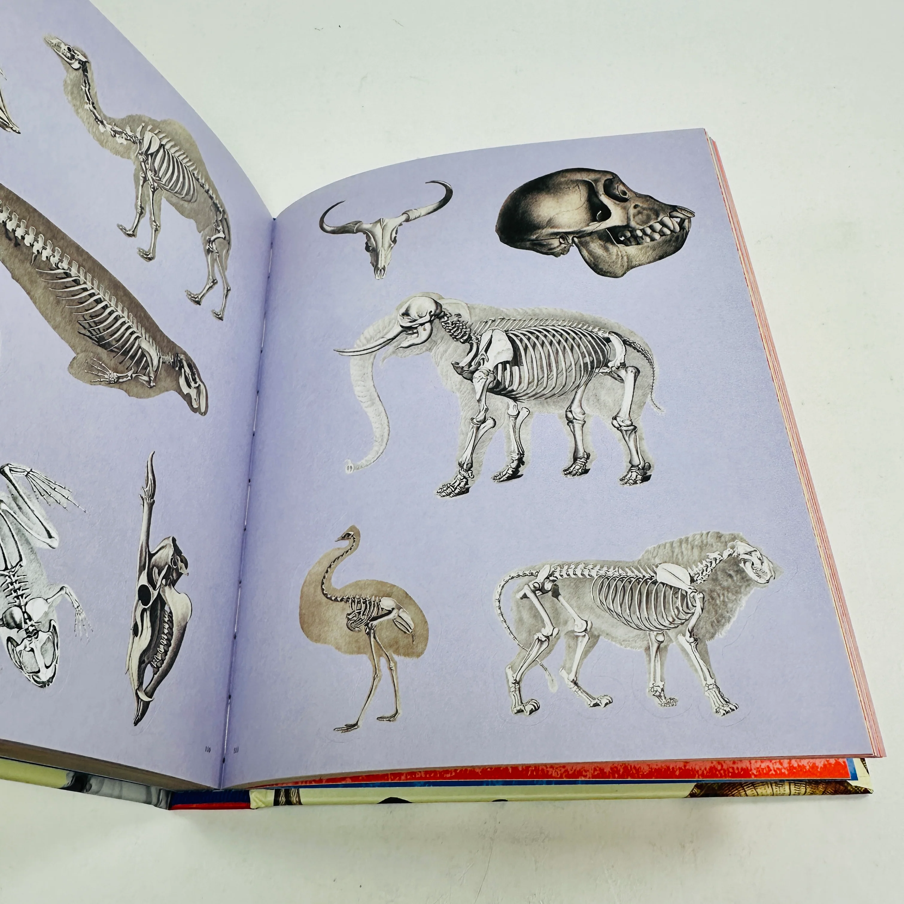Extraordinary Things Sticker Book - Image 4