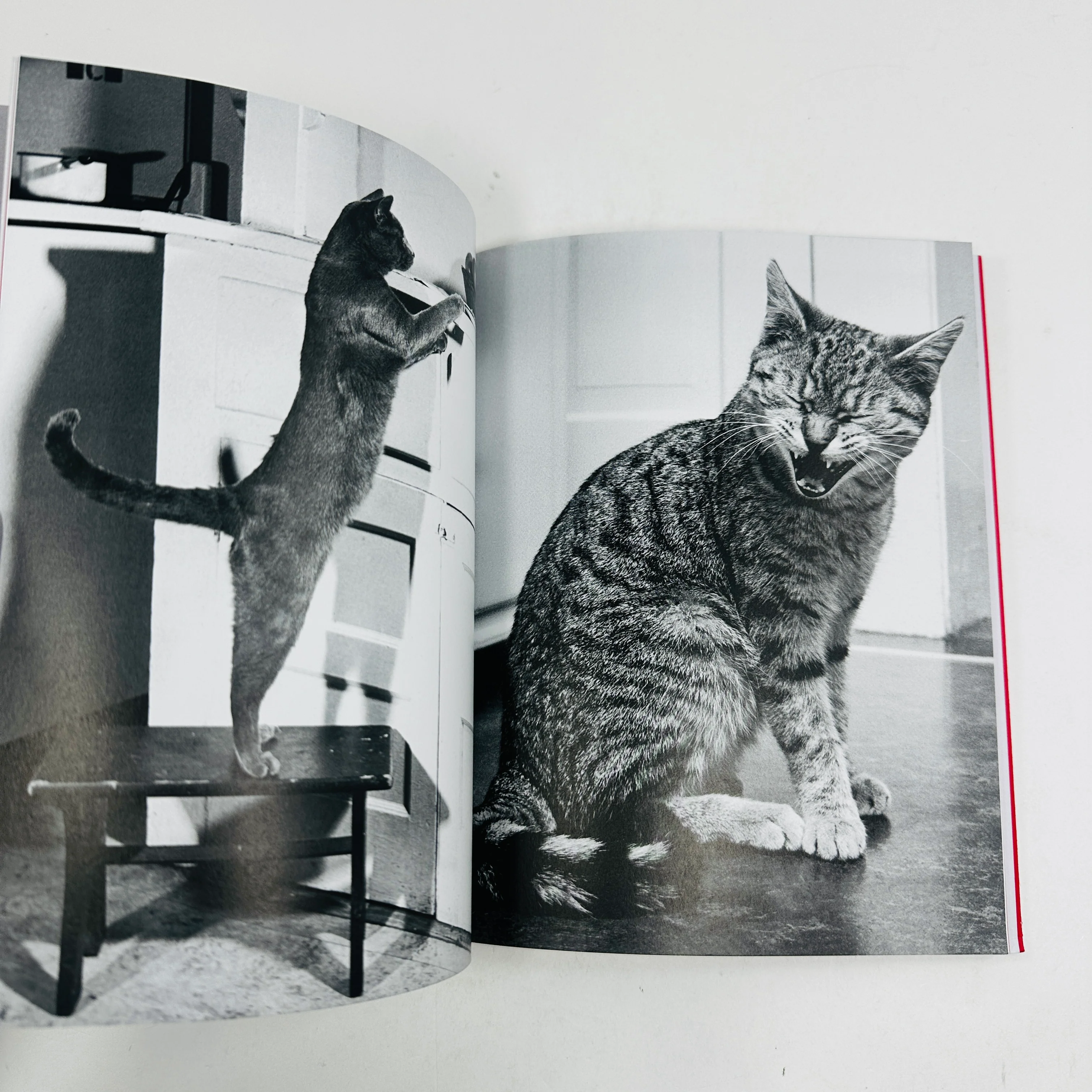 Family Cats - From The Archive 1949 - 1962 - Image 3
