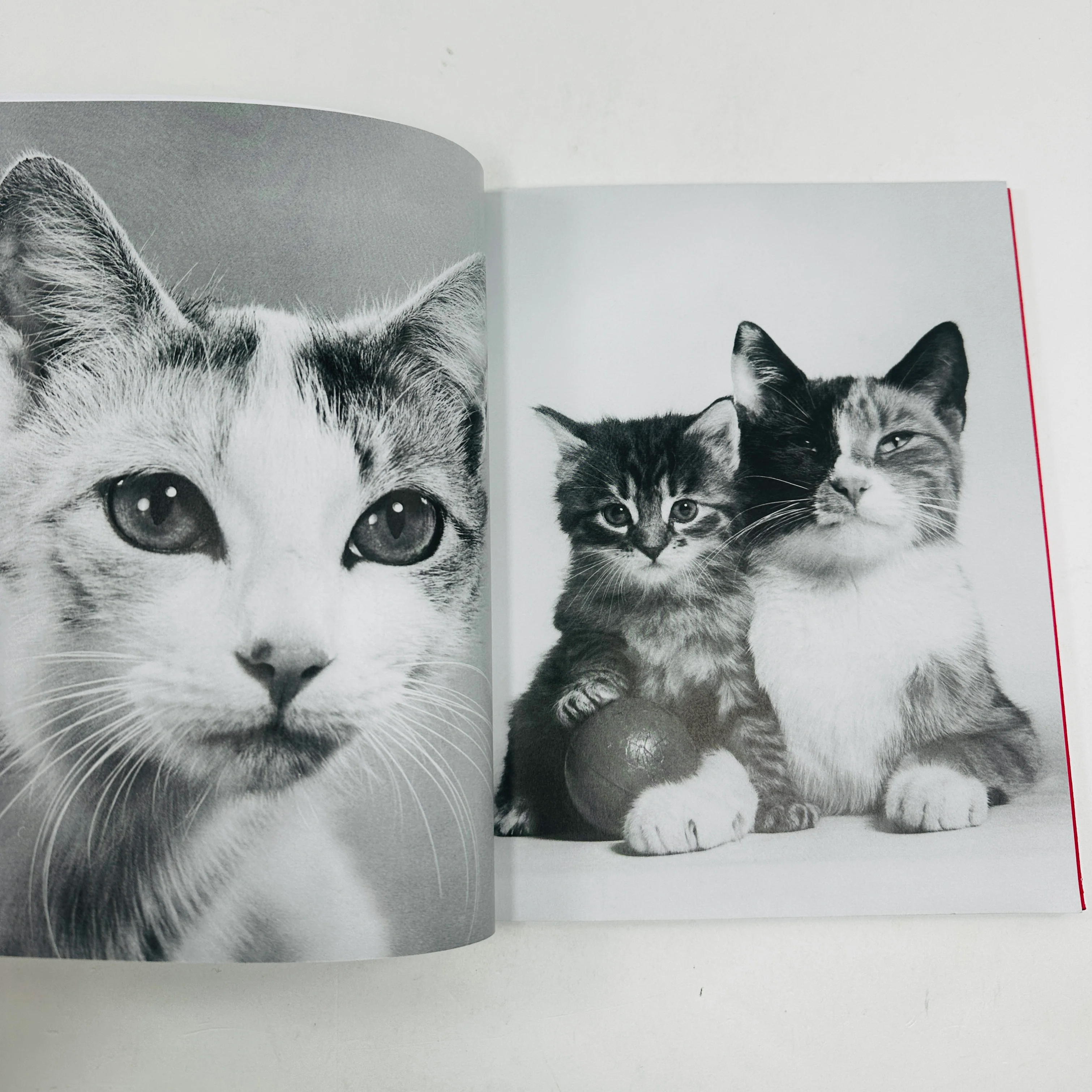 Family Cats - From The Archive 1949 - 1962 - Image 5