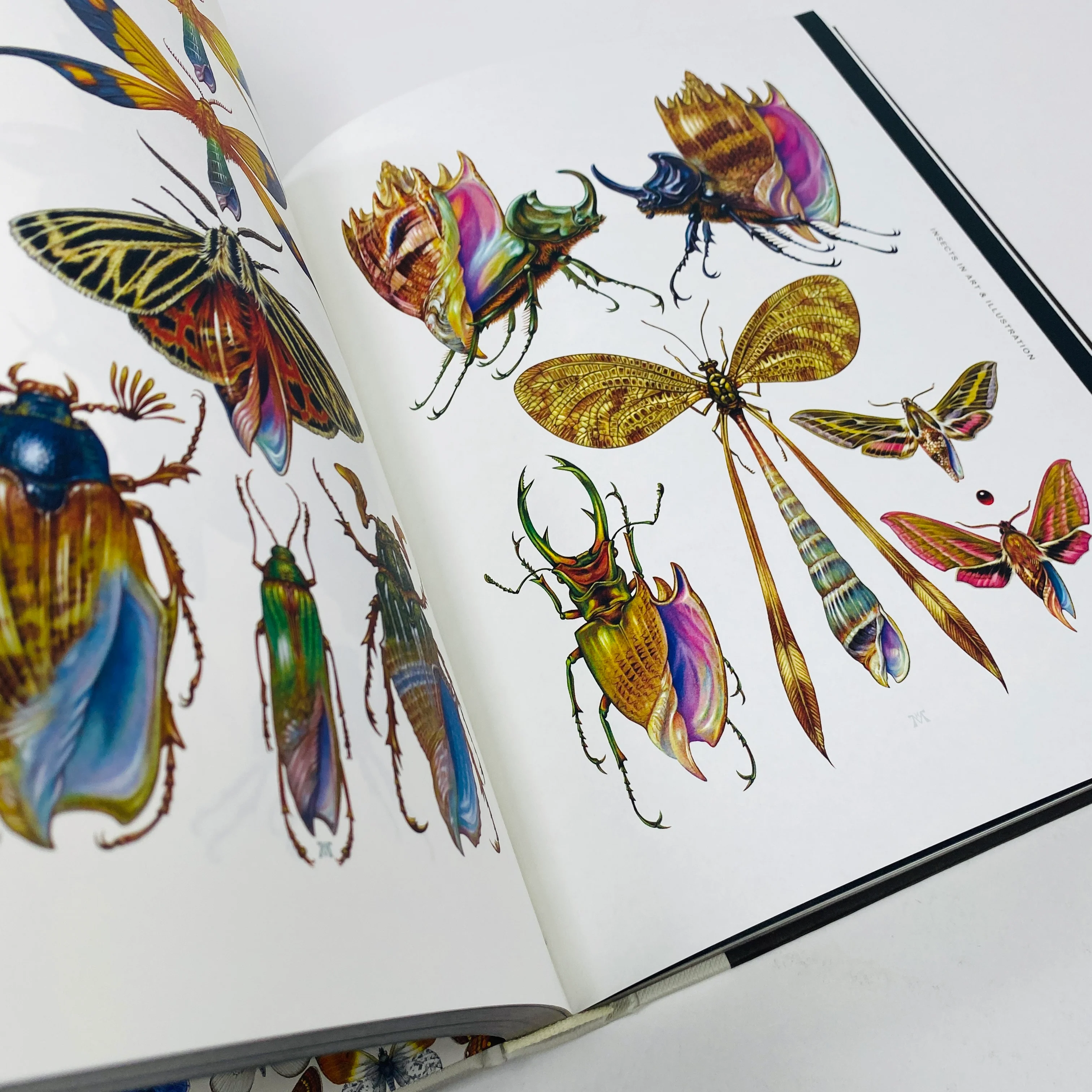 Insectile Inspiration - Insects in Art and Illustration - Image 4