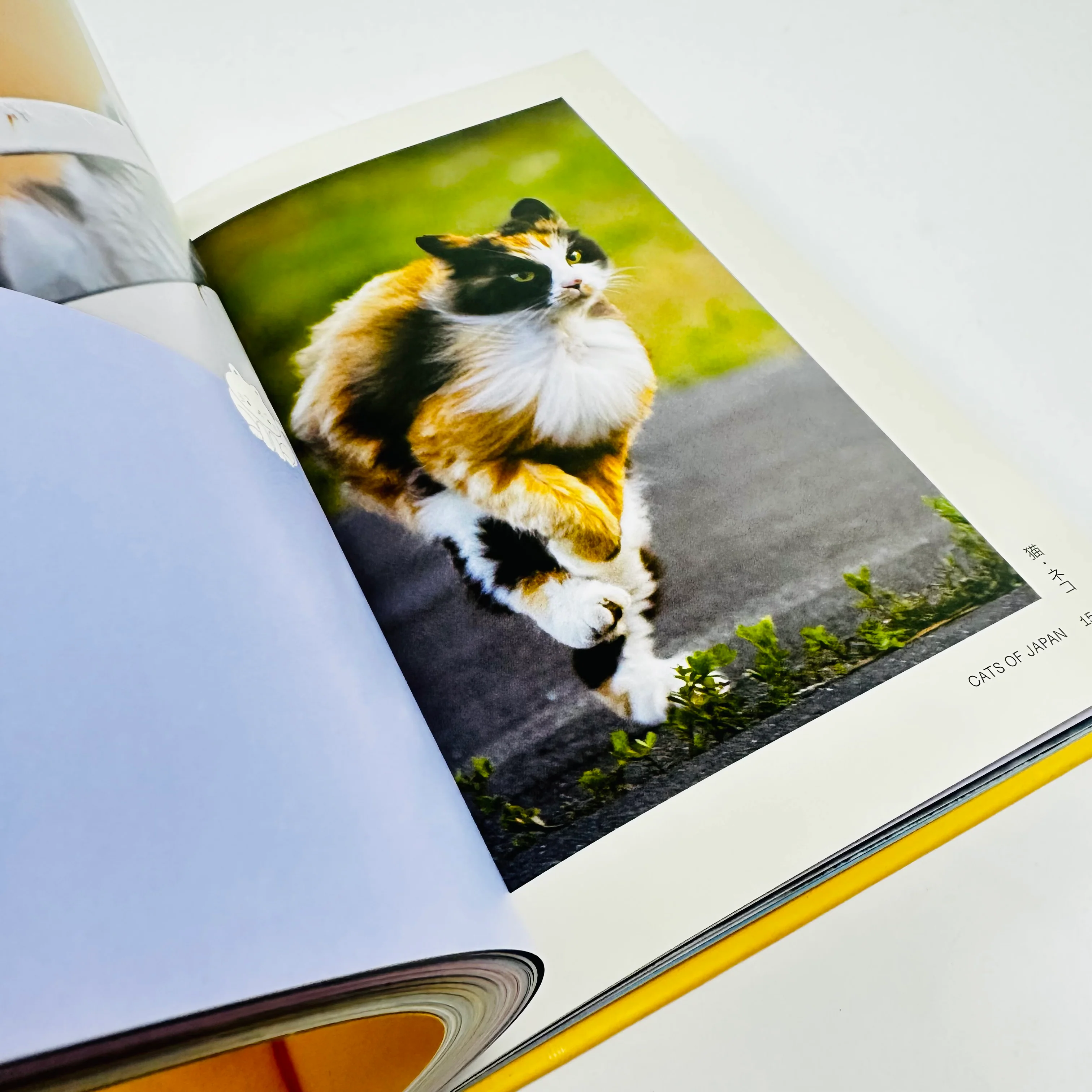 Neko - Cats of Japan - Image 4