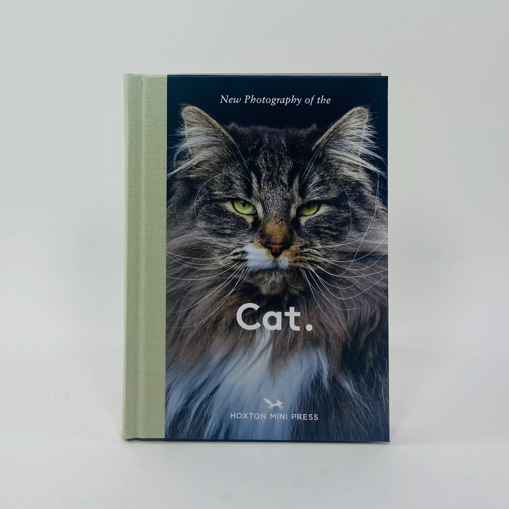 New Photography of the Cat