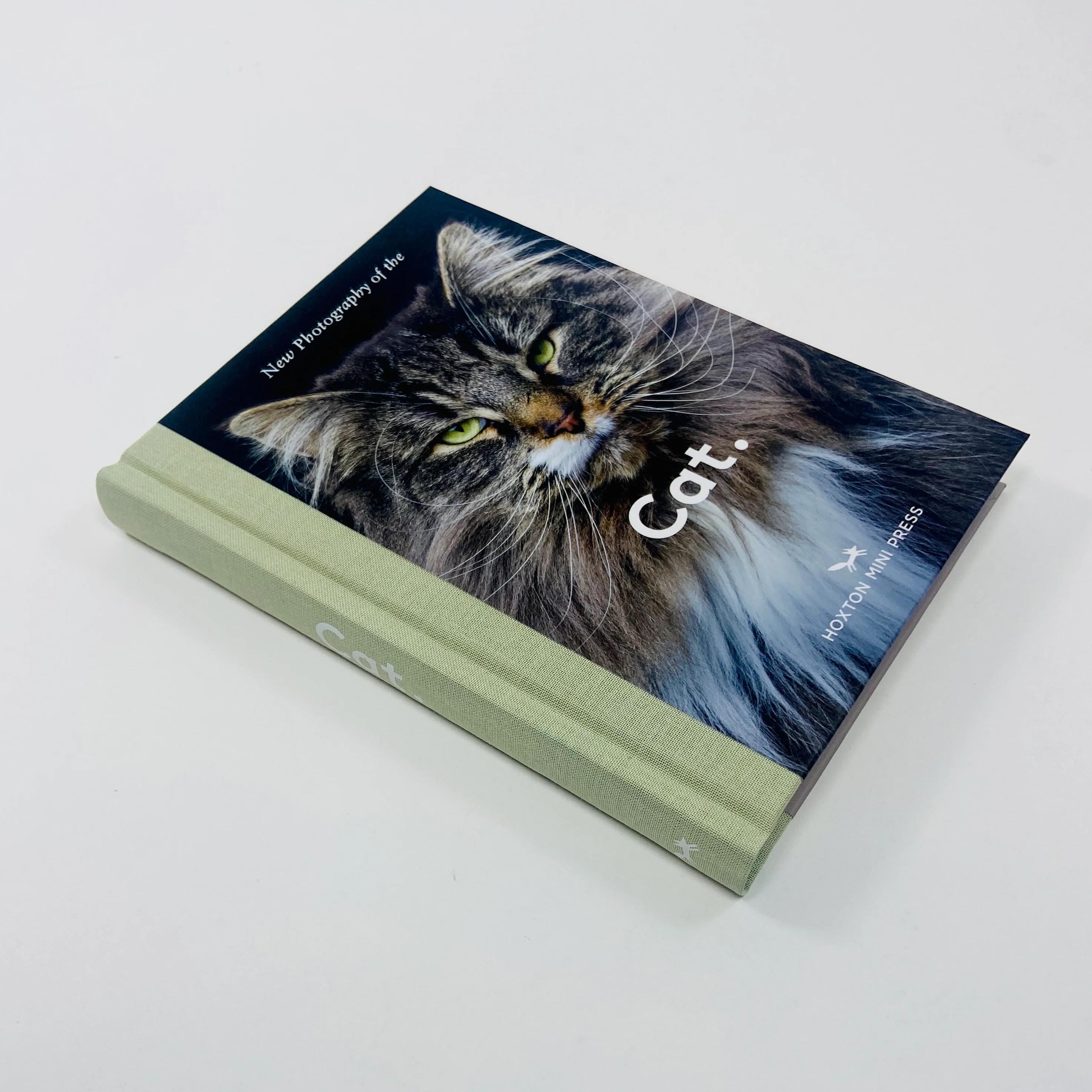 New Photography of the Cat - Image 2