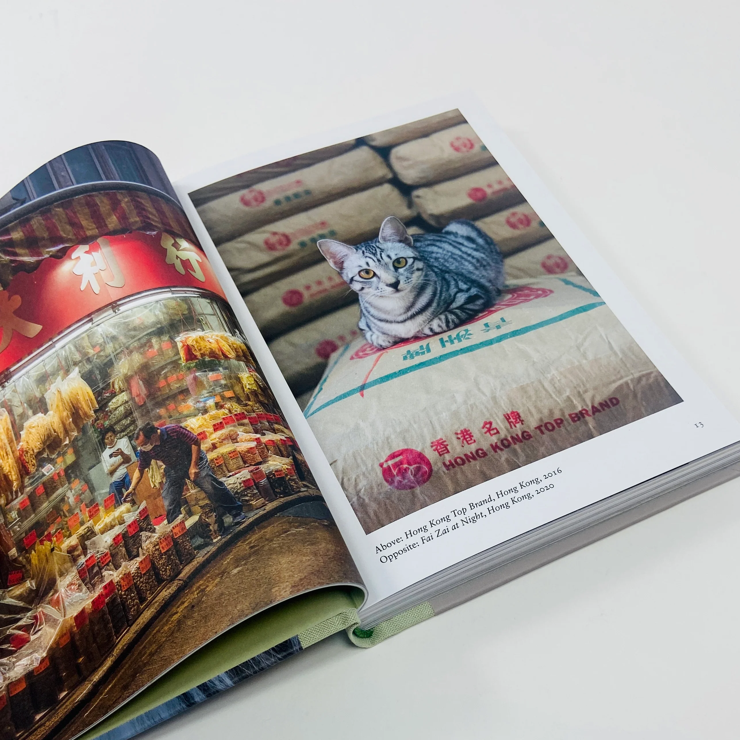New Photography of the Cat - Image 3