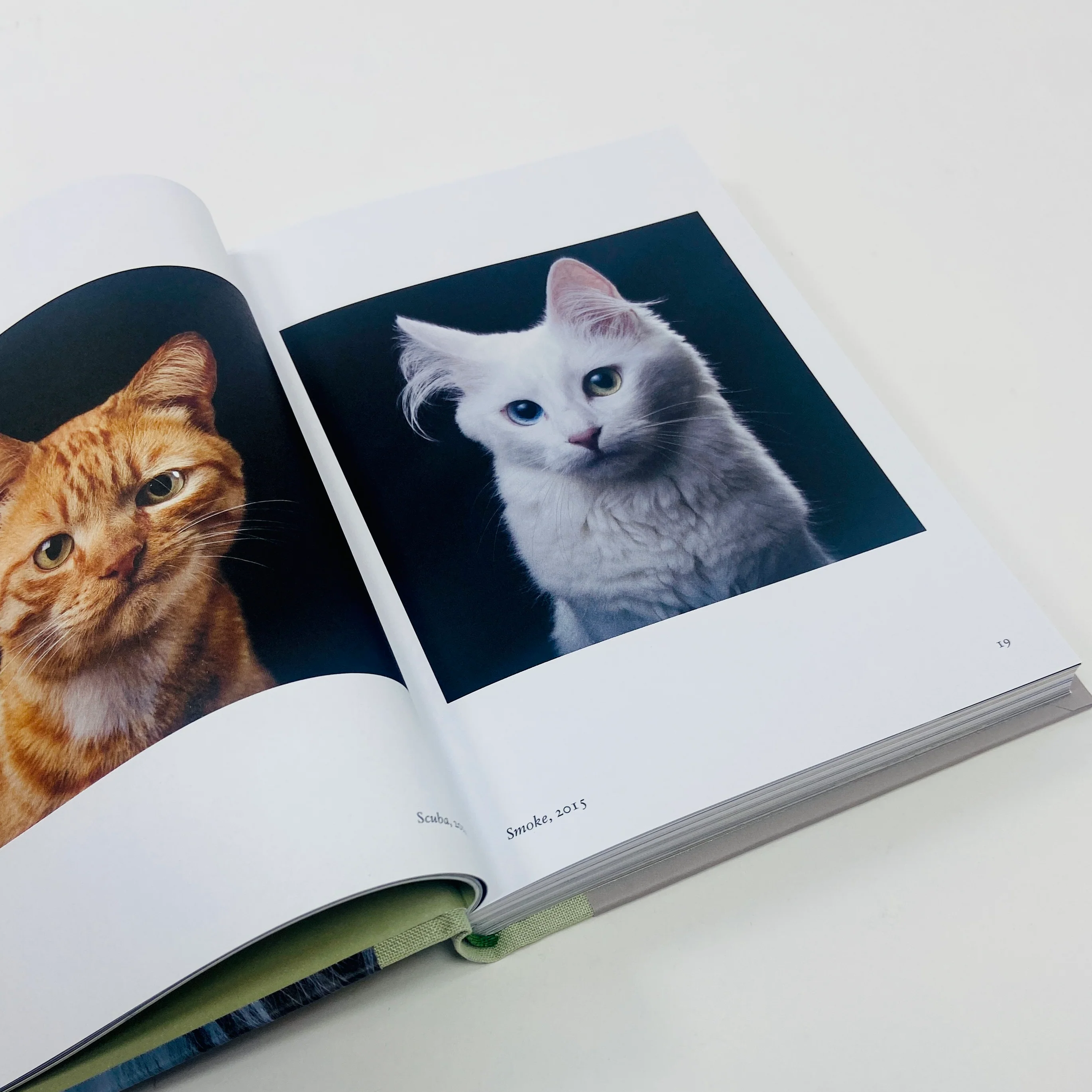New Photography of the Cat - Image 4