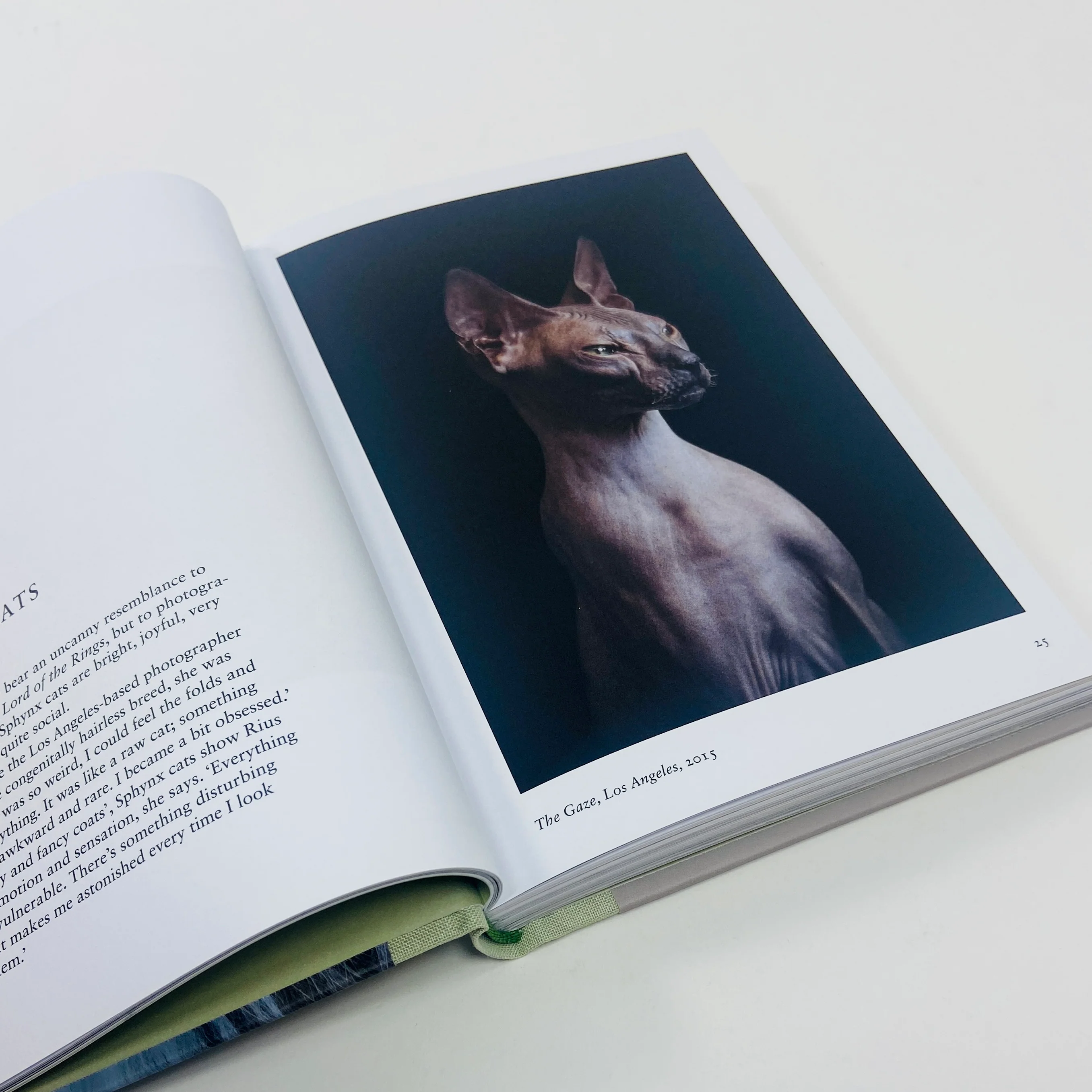 New Photography of the Cat - Image 5