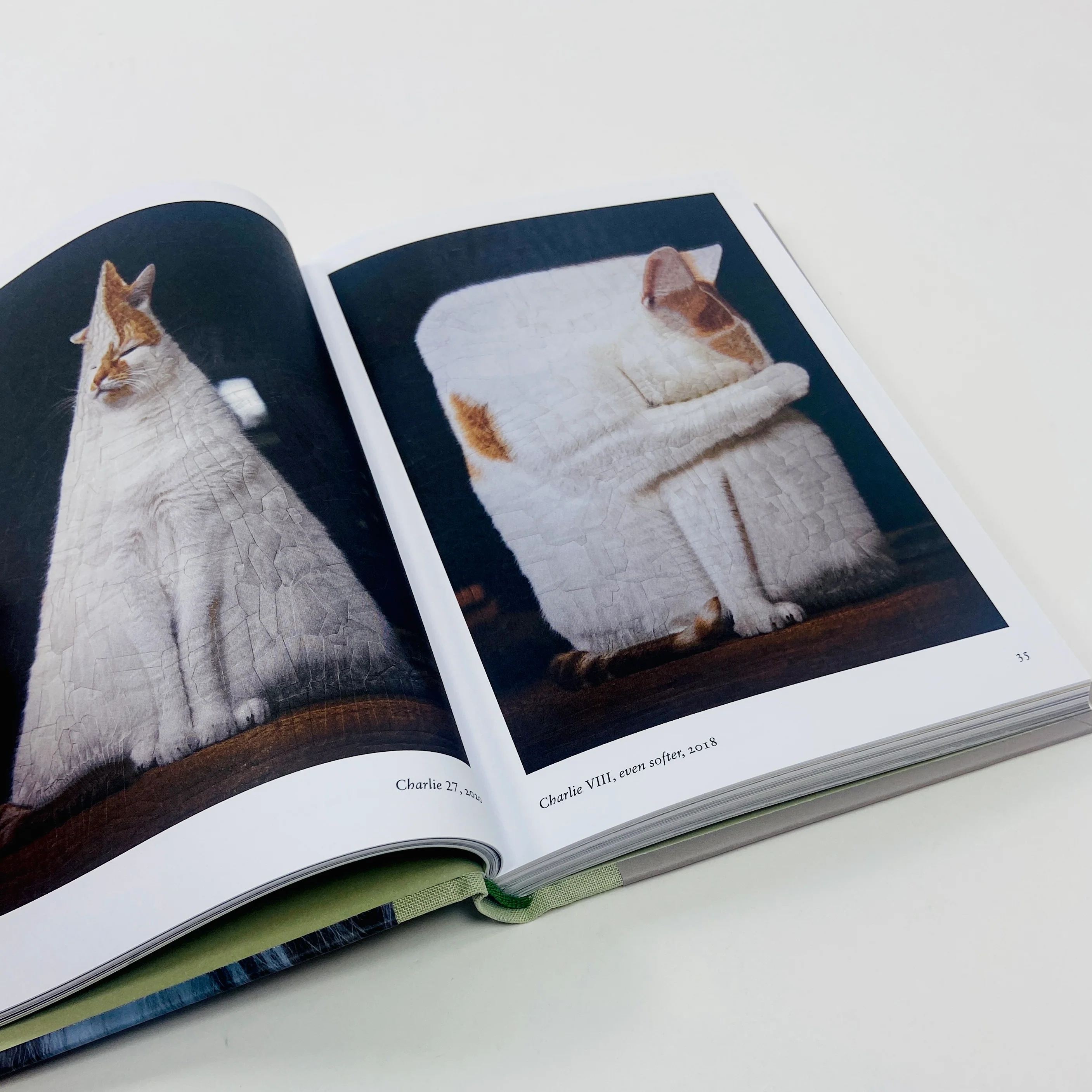 New Photography of the Cat - Image 6