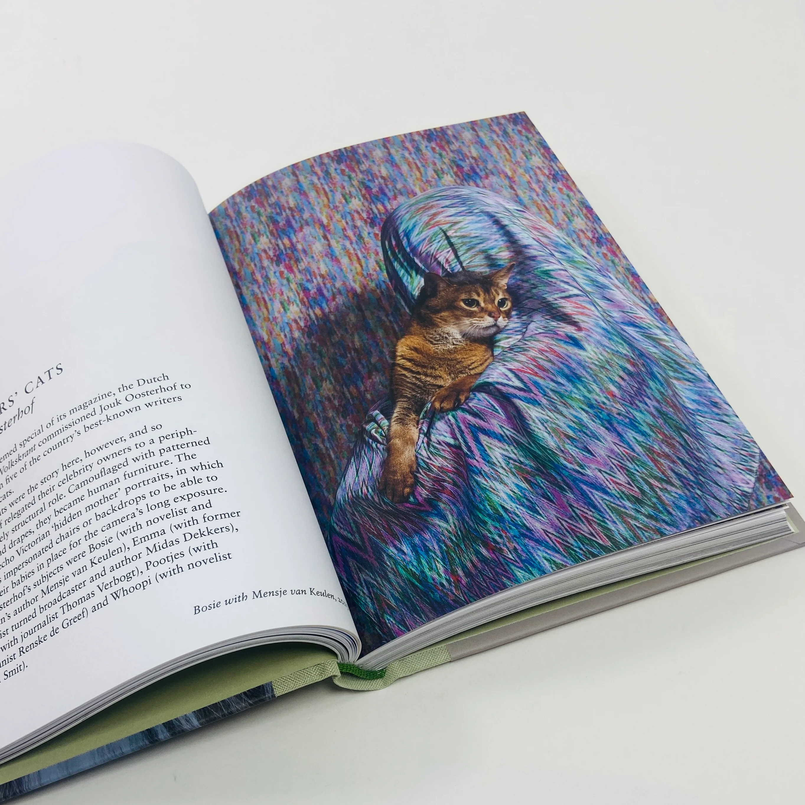 New Photography of the Cat - Image 8