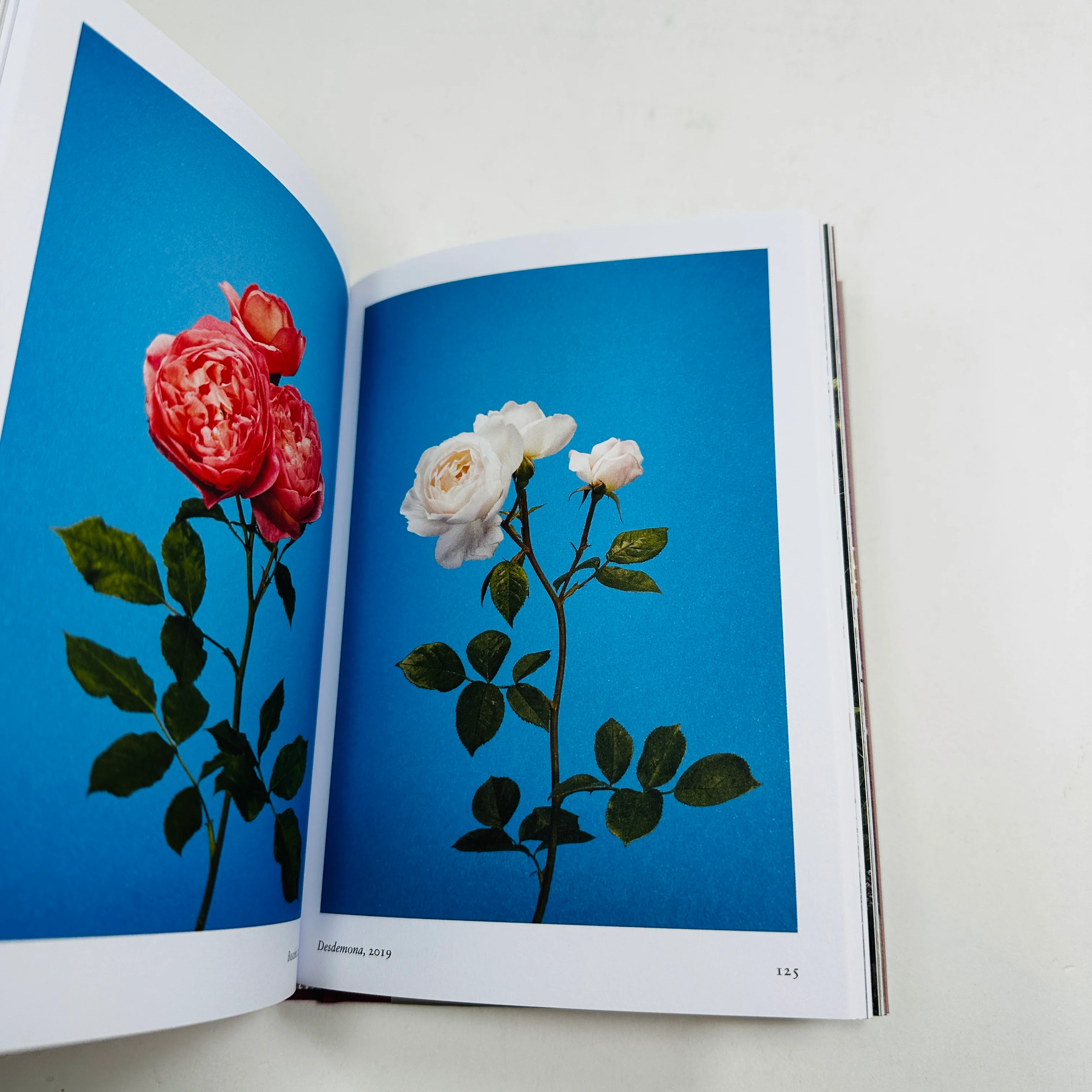 New Photography of the Flower - Image 3