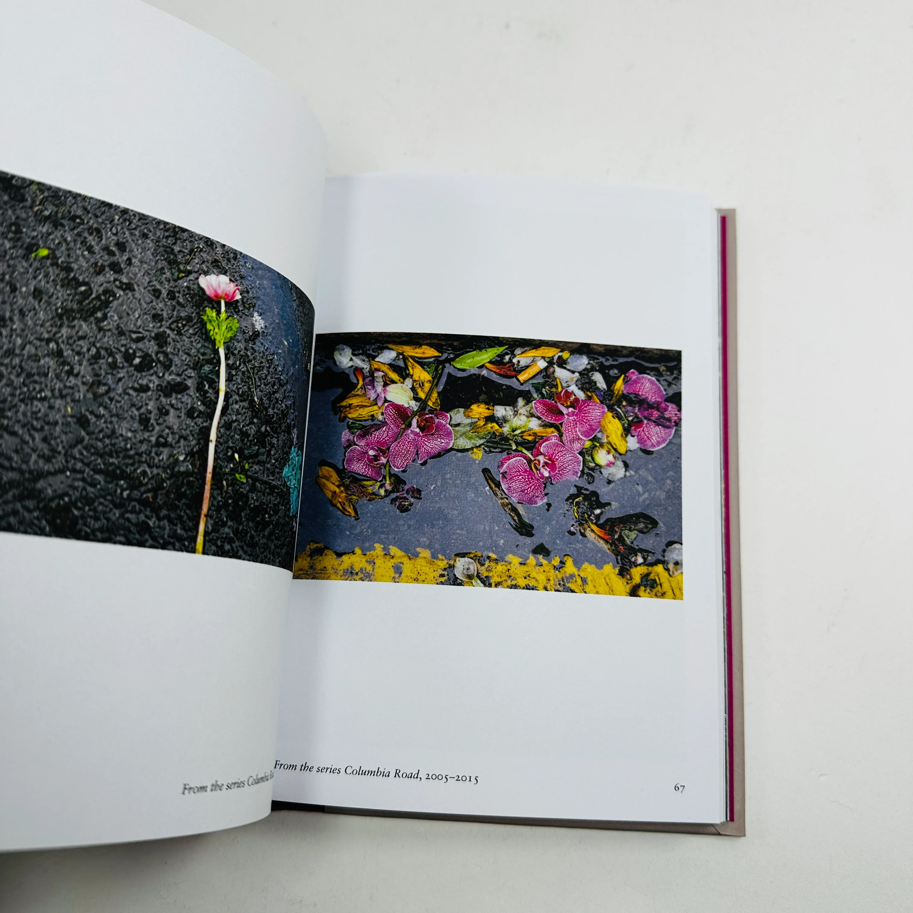New Photography of the Flower - Image 4