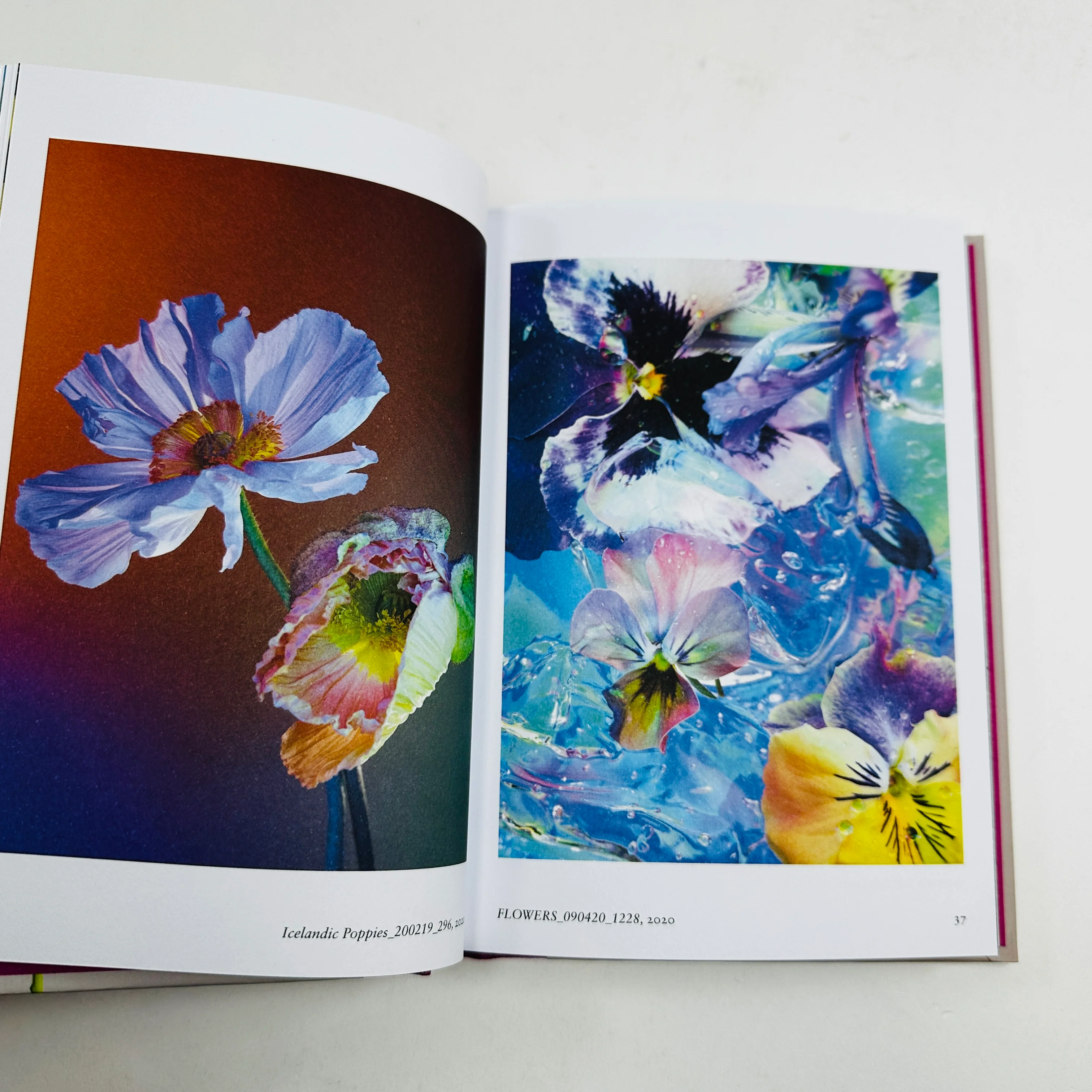 New Photography of the Flower - Image 5