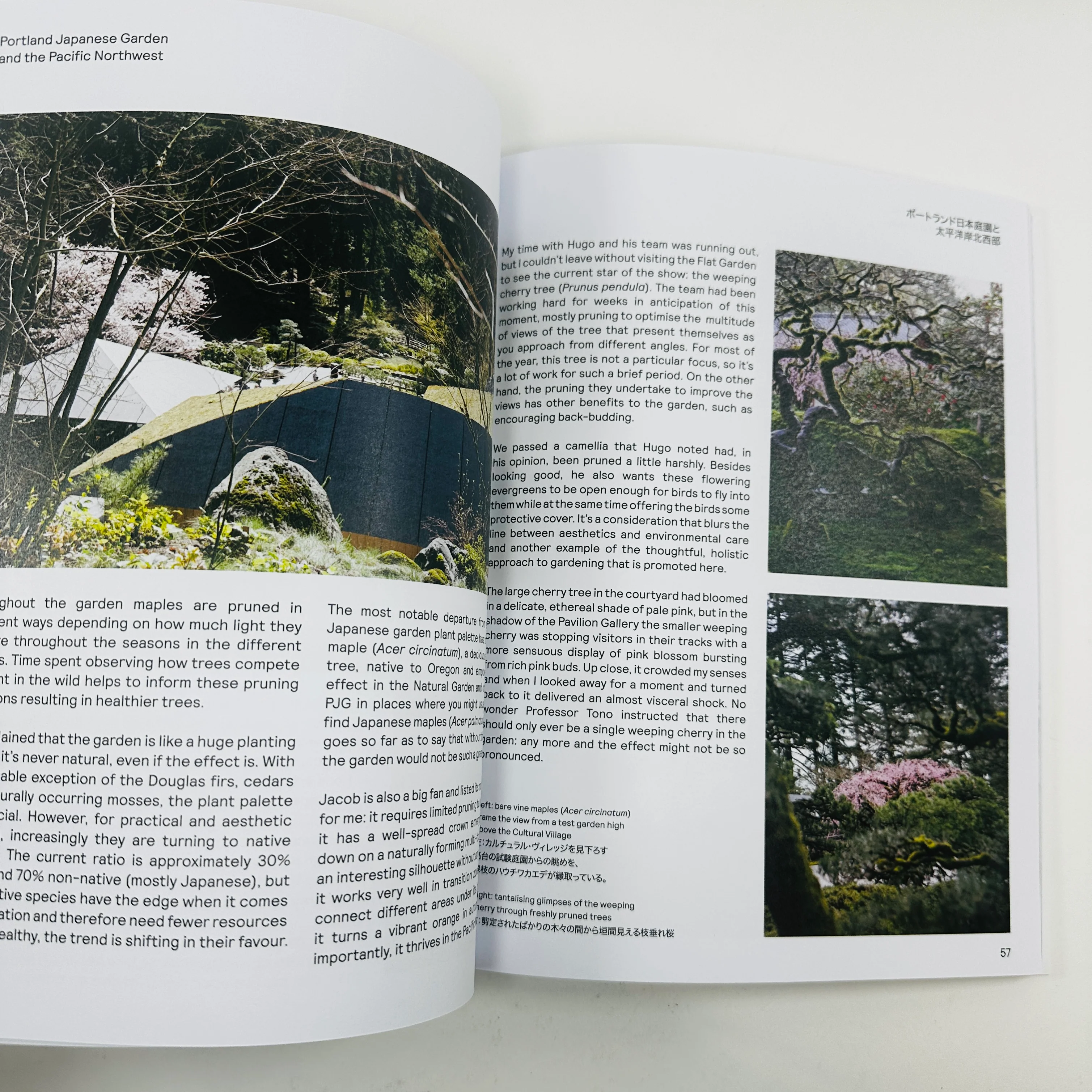 Niwaki Field Report #2 - Image 3