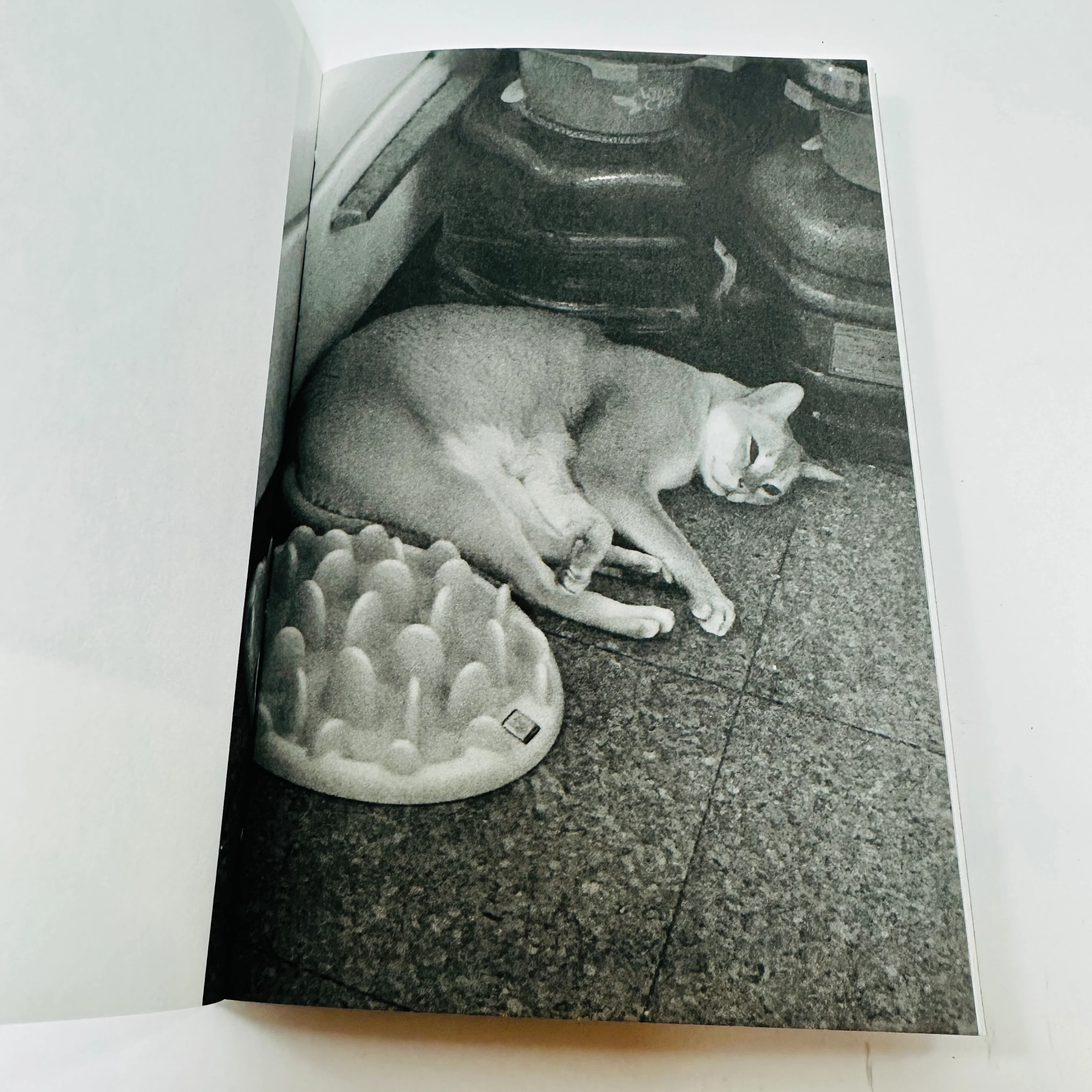 This Is Not My Cat - Takashi Homma - Image 3