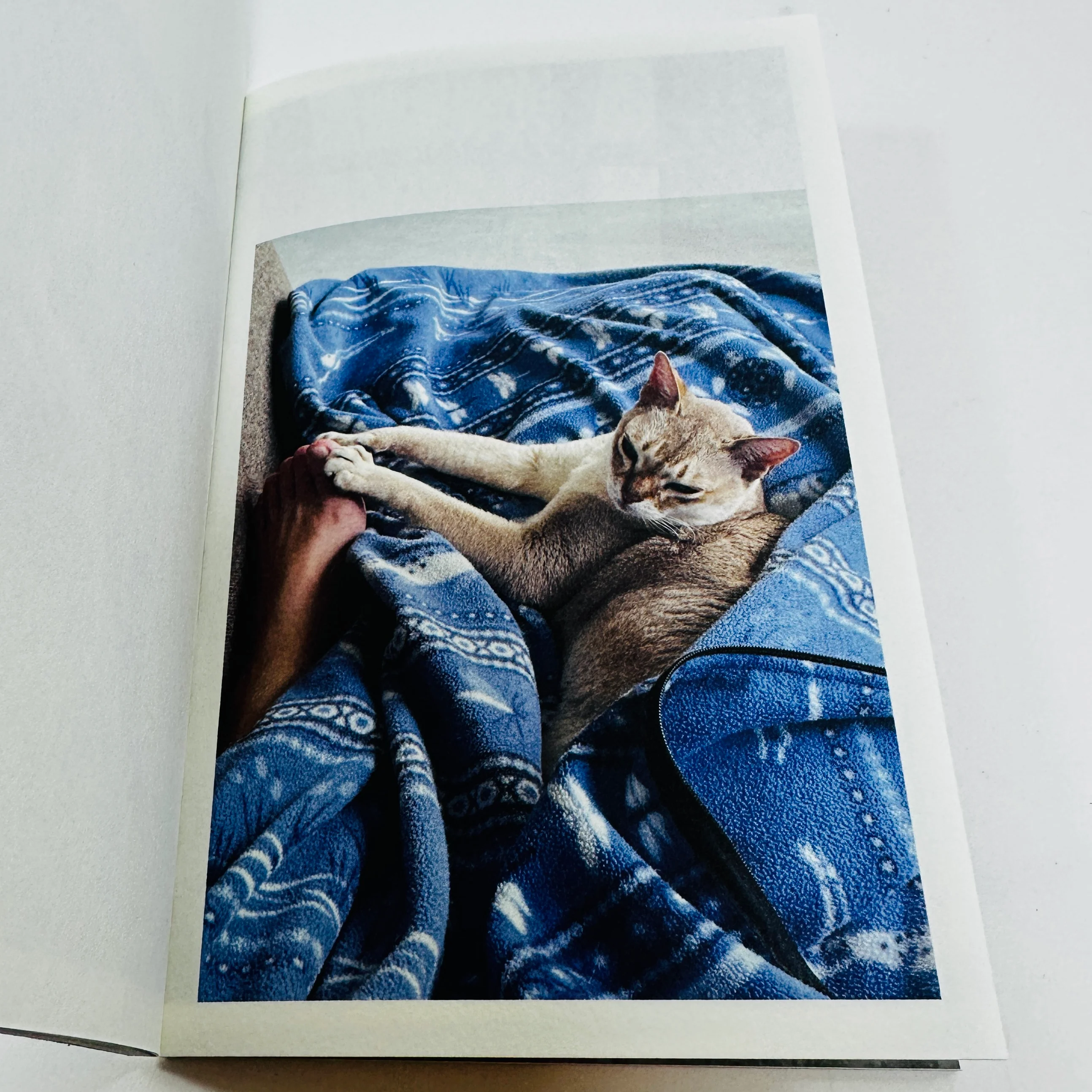 This Is Not My Cat - Takashi Homma - Image 4