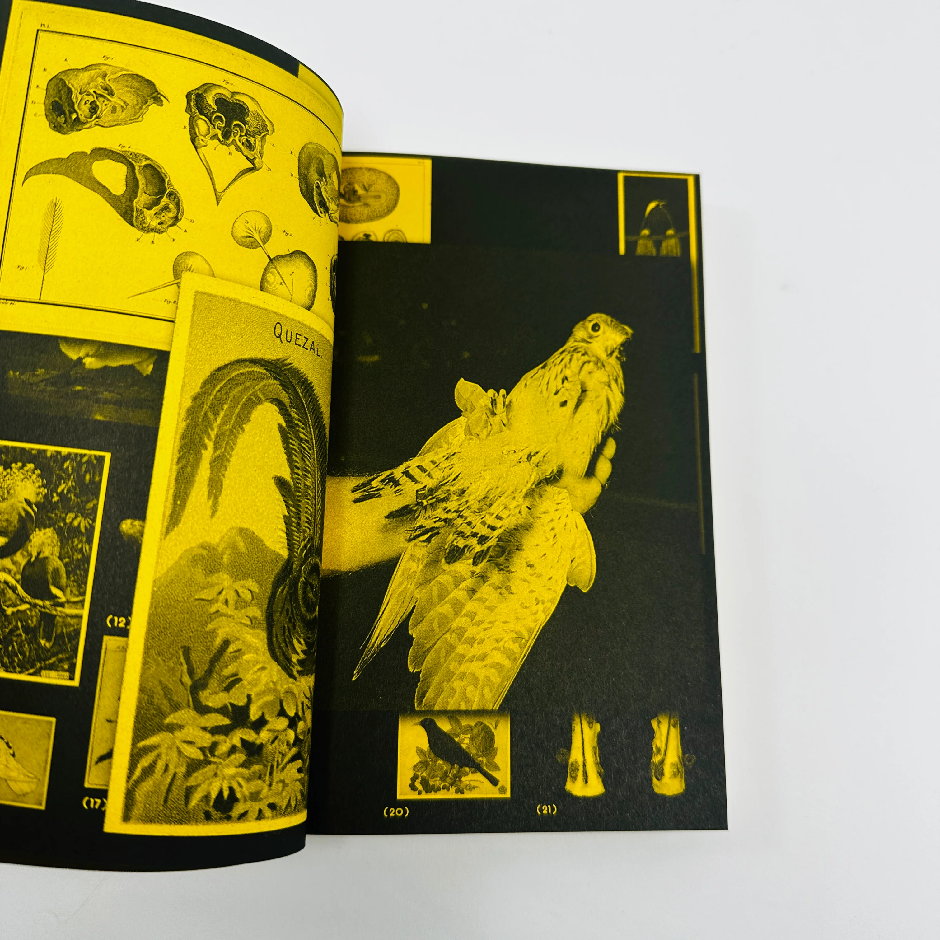With A Bird - A Reader on Avian Kinship - Image 5