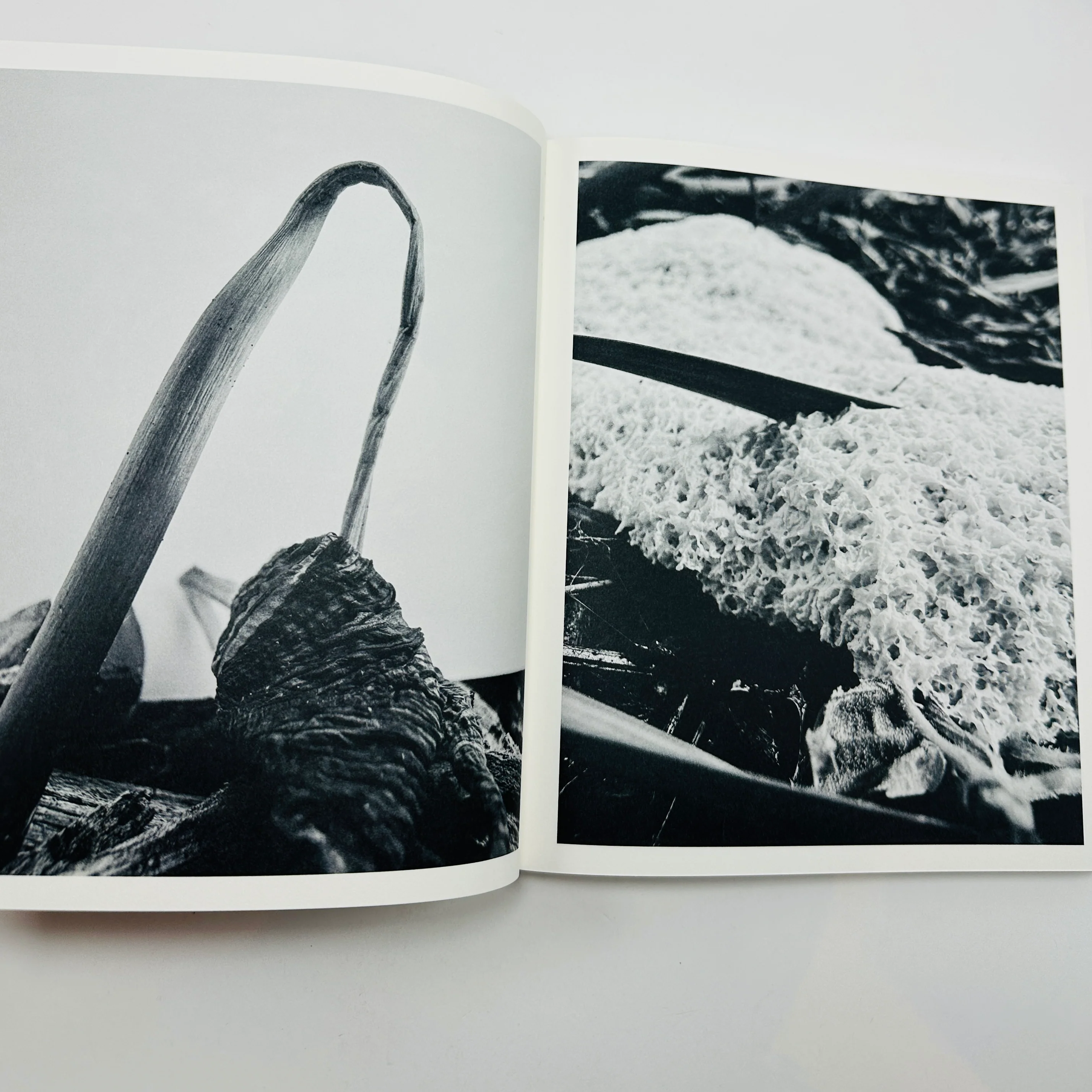 Ying Ang – Fruiting Bodies - Image 3