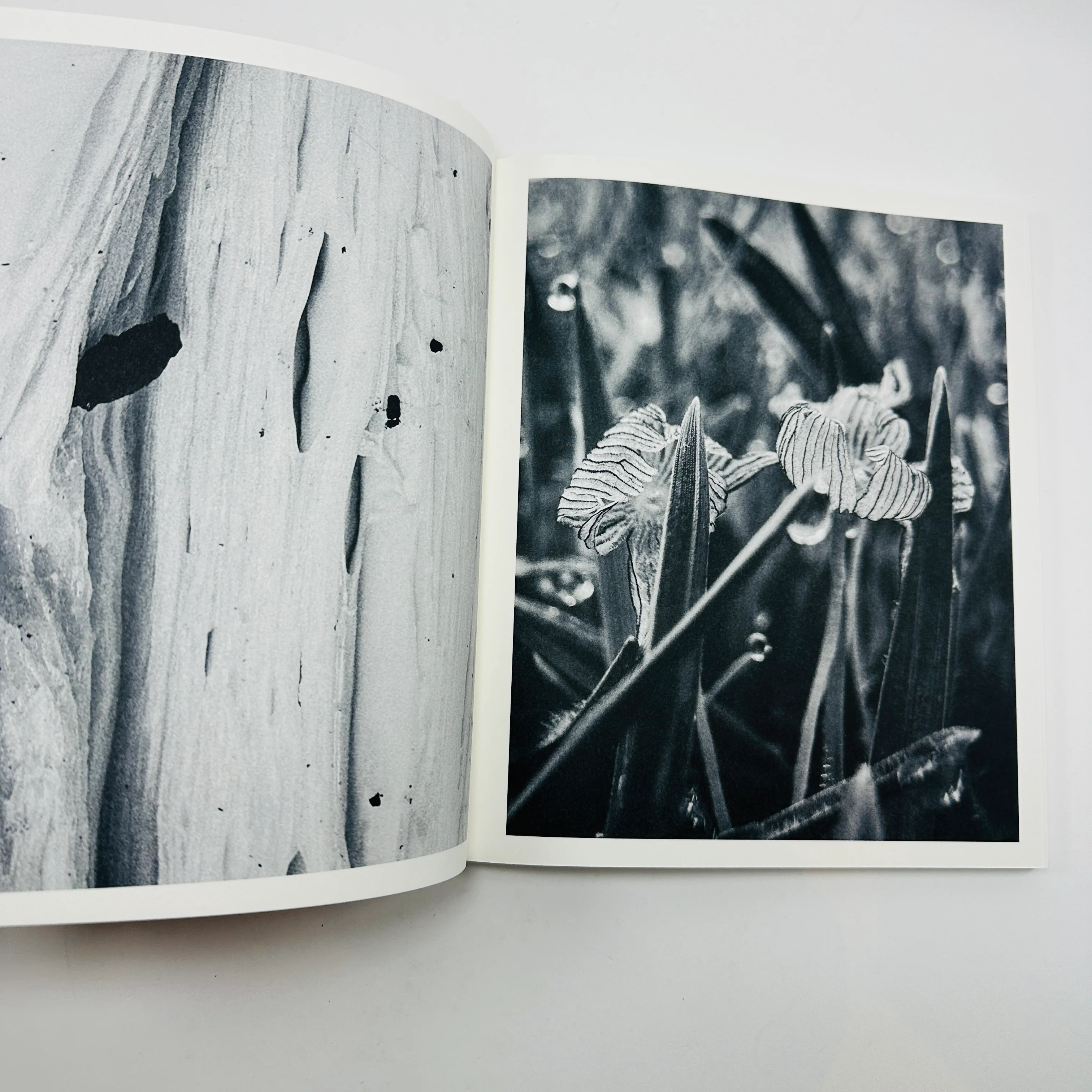 Ying Ang – Fruiting Bodies - Image 4