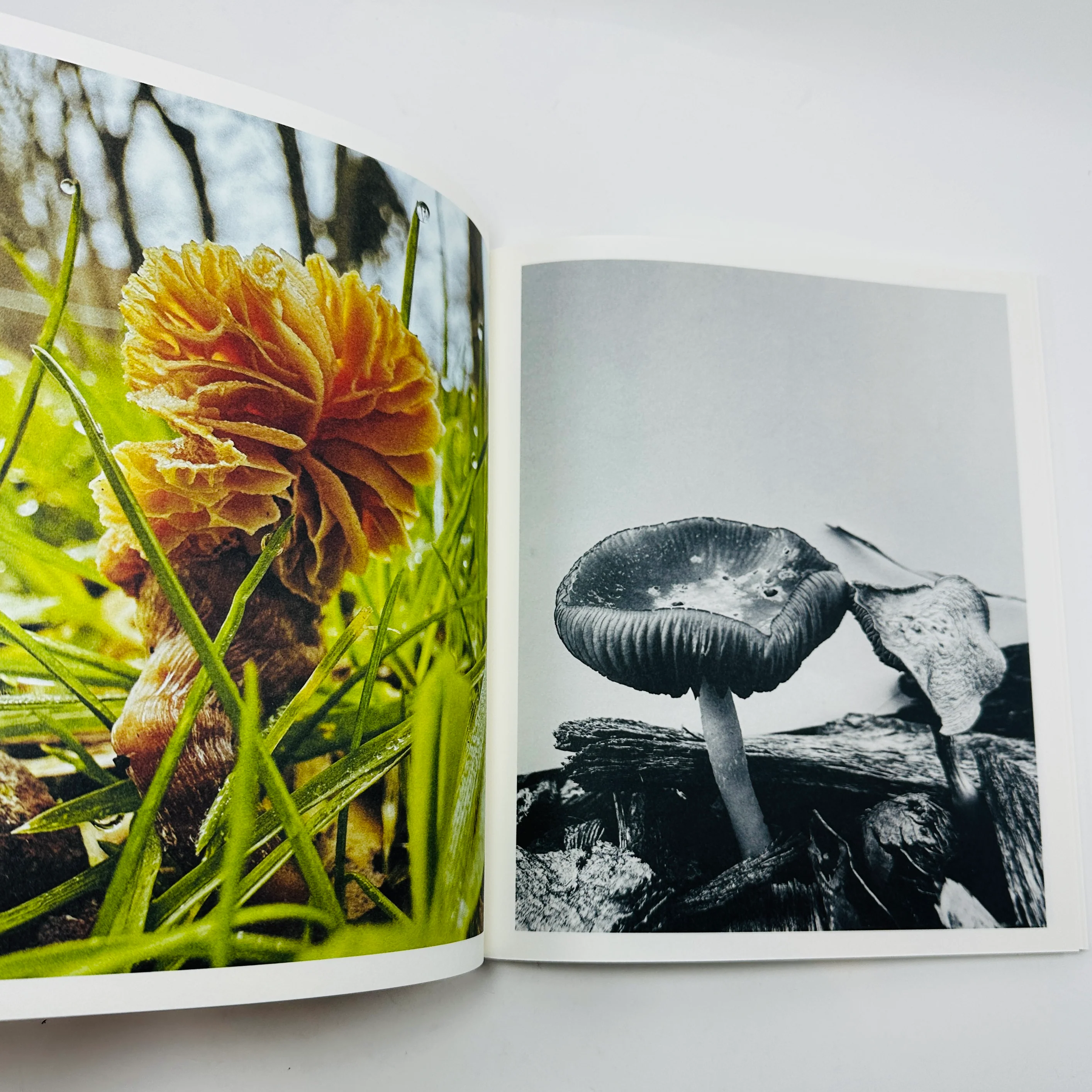 Ying Ang – Fruiting Bodies - Image 5