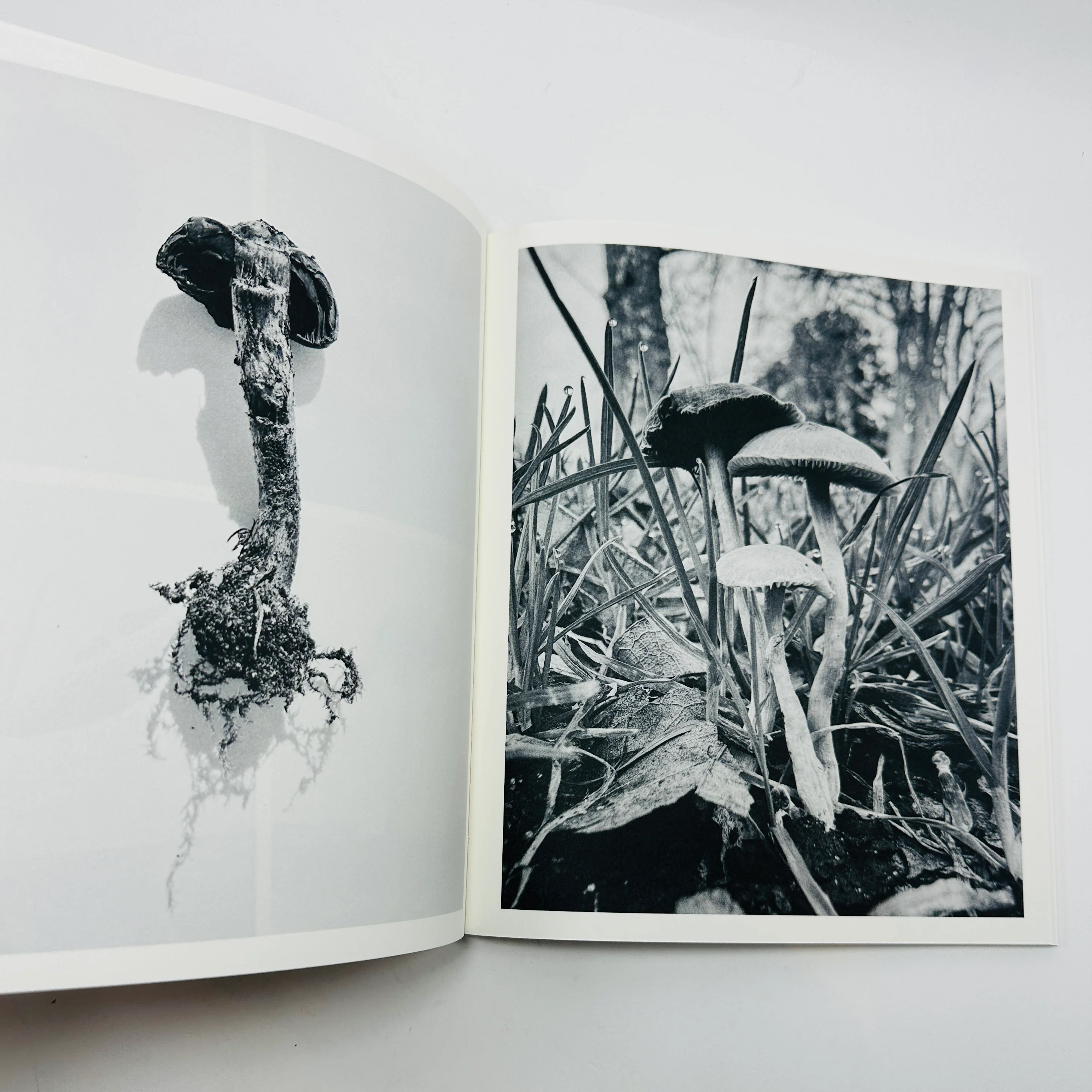 Ying Ang – Fruiting Bodies - Image 6